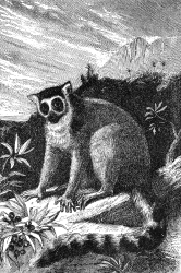 ring tail lemur illustration