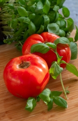 ripe whole tomatoes with fresh basil
