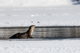 River otter in Yellowstone River