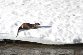 River otter on snow shelf next to Lamar River