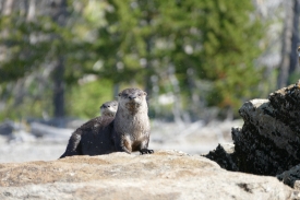 river otters resting on a rock in yellowstone