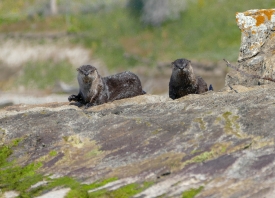 River Otters semiaquatic mammal at Sedge Bay