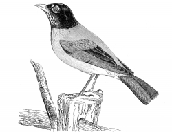 robin bird illustration