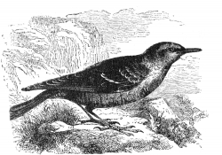 rock thrush bird illustration
