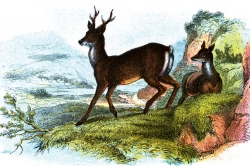 Roe Deer Standing Sitting Color Illustration