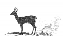 Roebuck Illustration