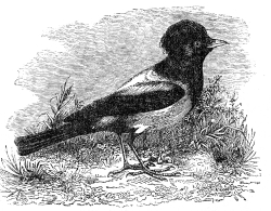 rose pastor engraved bird illustration