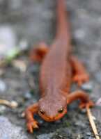 rough rkinned newt on rocks