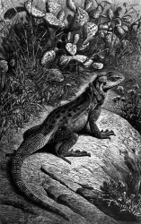 rough tailed agama basking bw animal illustration