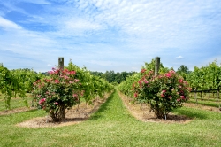 Rows of Grapes Growing in Vineyard