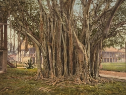 Rubber tree in Key West