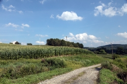 Rural corn field near Sussex New Jersey