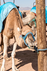 Saddled Camels the Sahara Desert Morocco Photo 7644A