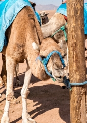Saddled Camels the Sahara Desert Morocco Photo 7644A