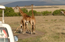 safari truck viewing reticulated giraffes wildlife in grasslands