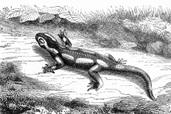 salamander history illustration