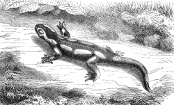 salamander Illustration