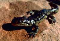 salamander on red rock