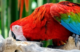 Scarlet Macaw Bali Indonesia 5868A