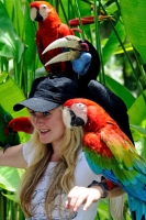 Scarlet Macaw Bali Indonesia 5884A