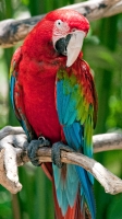 Scarlet Macaw Bali Indonesia 6123