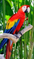 Scarlet Macaw Bali Indonesia 6147A