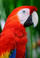 Scarlet Macaw Bali Indonesia 6154A