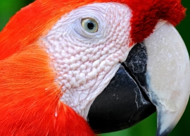 Scarlet Macaw Bali Indonesia 6154B
