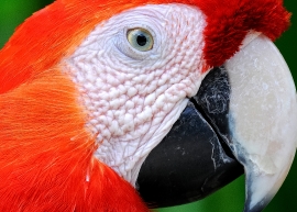 Scarlet Macaw Bali Indonesia 6154C