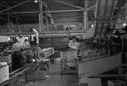 Scene in the packing plant at Fort Pierce Florida 1937