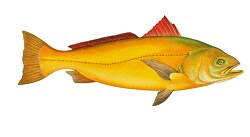 sciaena fish clipart illustration