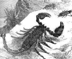 scorpion illustration 159