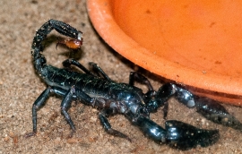 Scorpion Photo Image 0115
