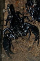 Scorpion Photo Image 0118