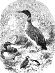 sea fowl bird illustration