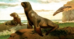 sea lions illustration animal historical illustration