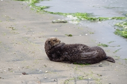 sea otter on beach central california