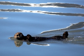 sea otter smallest marine mammal Kenai Fjords National Park