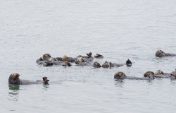 sea otters floating along california coast