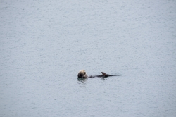 sea otters floating along california coast