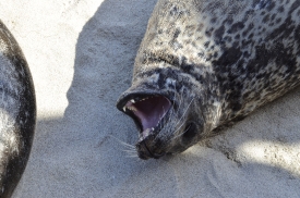 seal on beach with teeth showing open mouth