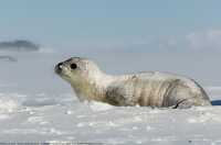 seal pup rests in the snow