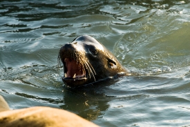 seals swimming in san francisco bay