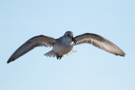 semipalmated sandpiper in flight