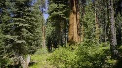 sequoia tree towers behind dense over grown forest floor califor