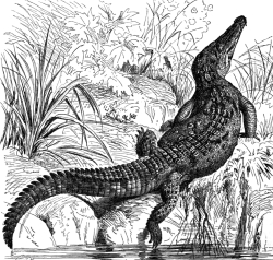 sharp nosed crocodile bw animal illustration