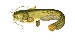 sheatfish fish clipart illustration