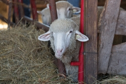 Sheep at the dairy farm