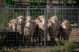 sheep behind a metal fence