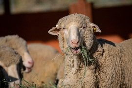 Sheep eating with grass in mout